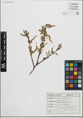 Foto von Salix fragilis L.
